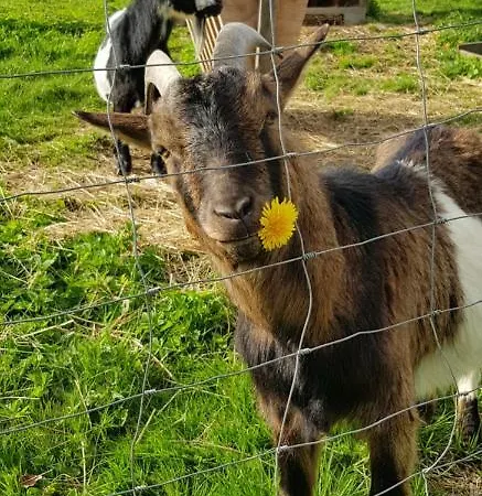 Bergfrieden Maison d'hôtes