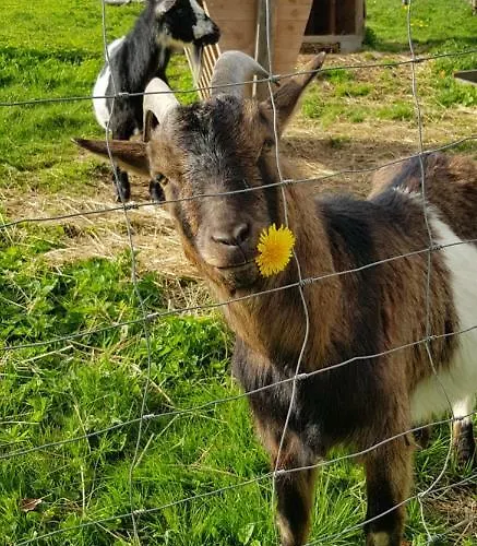 Bergfrieden Guest house